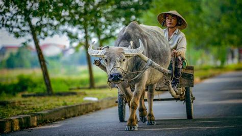  The Water Buffalo's Gift: Un Mito Vietnamita Del XVIII Secolo Che Celebra La Generosità Inaspettata